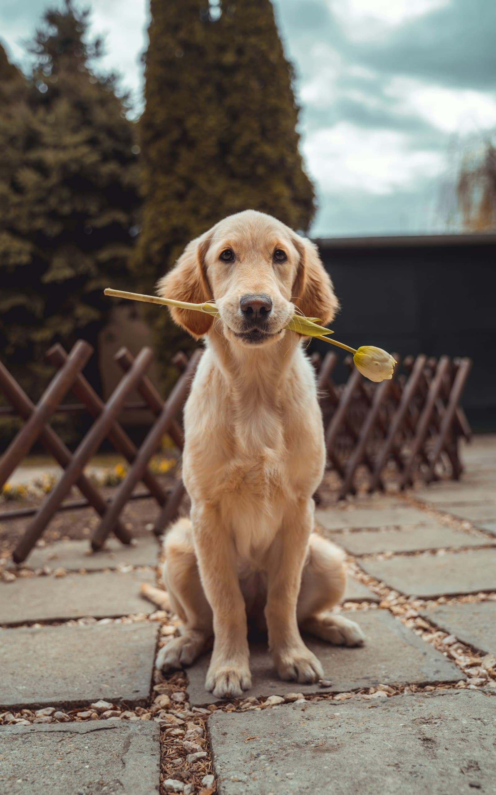 A happy, healthy dog after an affordable vet visit